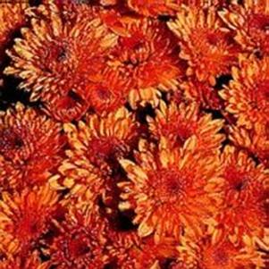 Chrysanthemum 'Empire Harmony' 