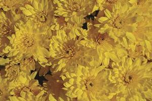 Chrysanthemum 'Olga Yellow' 