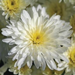 Chrysanthemum 'Bertha White' 