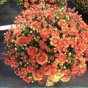 Chrysanthemum 'Amiko Bronze' 