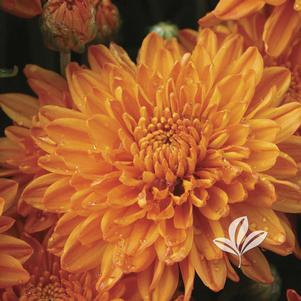 Chrysanthemum 'Aubrey Orange' 