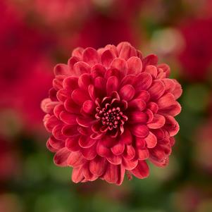 Chrysanthemum 'Danielle Red' 