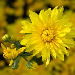 Chrysanthemum 'CIFZ0025' 