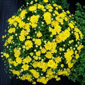 Chrysanthemum 'Sinelli Yellow' 