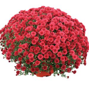 Chrysanthemum 'Christina Red' 