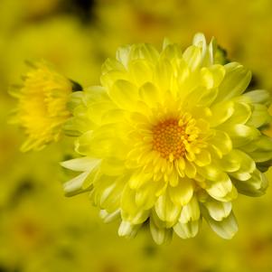 Chrysanthemum 'Chelsey Yellow' 