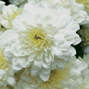 Chrysanthemum 'Wilma' 