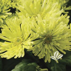 Chrysanthemum 'Yogreen Valley' 
