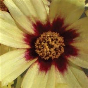 Coreopsis grandiflora 'Redshift' 