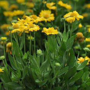 Gaillardia x grandiflora 'Mesa Yellow' 