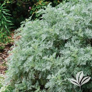 Artemisia arborescens 'Powis Castle' 