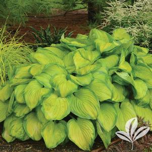 Hosta 'Stained Glass' 