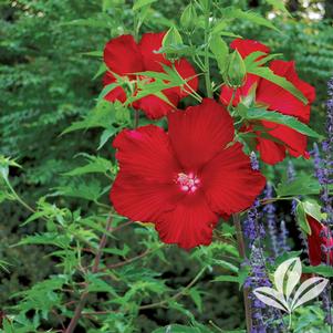 Hibiscus 'Lord Baltimore' 