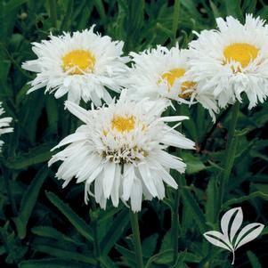 Leucanthemum x superbum 'Crazy Daisy' 