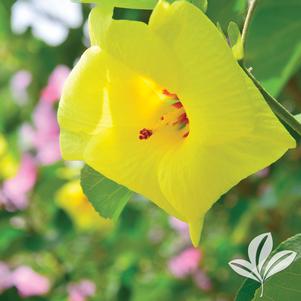 Hibiscus hamabo 'Yellow' 