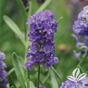 Lavandula angustifolia 'Ellegance Purple' 
