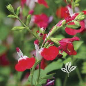 Salvia microphylla 'Hot Lips' 
