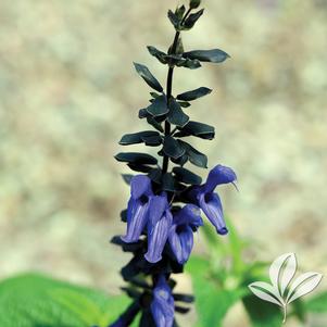 Salvia guaranitica 'Black and Blue' 