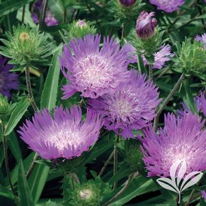 Stokesia laevis 'Honeysong Purple' 