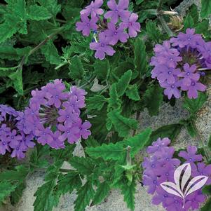 Verbena canadensis 'Homestead Purple' 