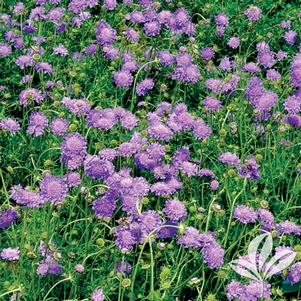 Scabiosa columbaria 'Butterfly Blue' 