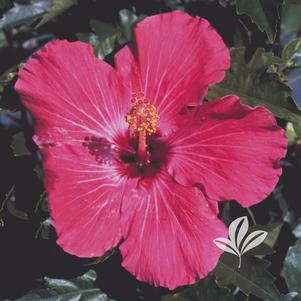 Hibiscus rosa-sinensis 'Lipstick' 
