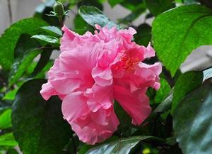 Hibiscus rosa-sinensis 'Double Pink' 