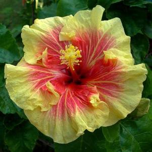 Hibiscus rosa-sinensis 'Gold Rain' 