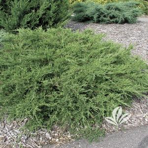 Juniperus chinensis 'Pfitzeriana' 