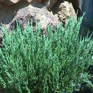 Juniperus chinensis sargentii 'Glauca' 
