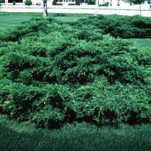 Juniperus chinensis 'Armstrongii' 