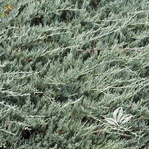 Juniperus horizontalis 'Bar Harbor' 