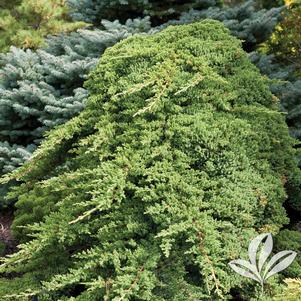 Juniperus procumbens 'Greenmound' 