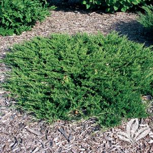 Juniperus sabina 'Buffalo' 