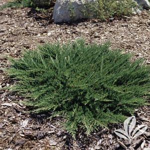 Juniperus sabina 'Mini Arcadia' 