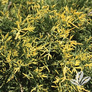 Juniperus chinensis 'Saybrook Gold' 