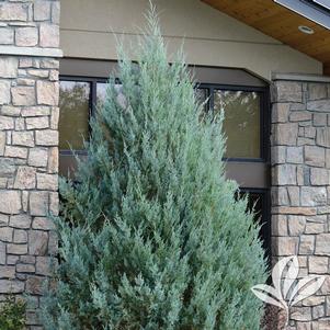 Juniperus scopulorum 'Wichita Blue' 
