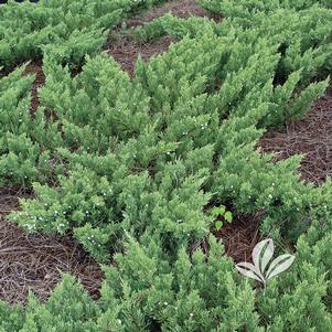 Juniperus davurica 'Expansa' 