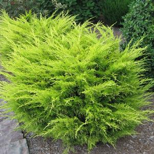Juniperus chinensis 'Nedsyelo' 