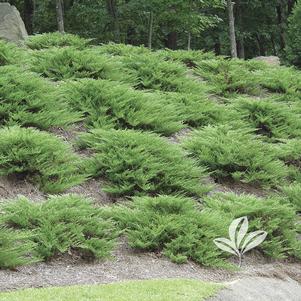 Juniperus sabina 'Green Spreader' 
