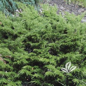 Juniperus sabina 'Arcadia' 