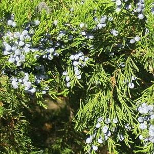 Juniperus virginiana 