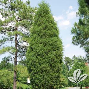 Juniperus virginiana 'Brodie' 