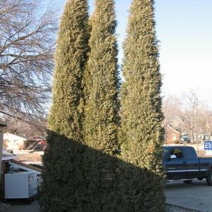 Juniperus virginiana 'Grehitow' 