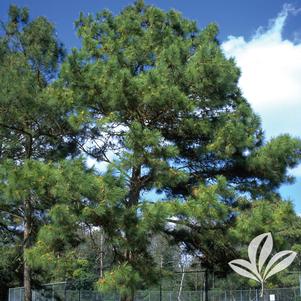 Pinus echinata 