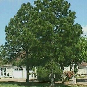 Pinus elliottii 