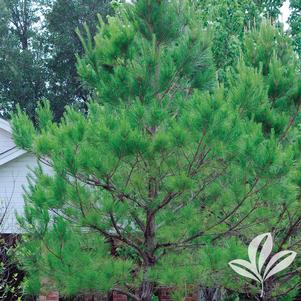 Pinus taeda 