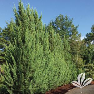 Juniperus silicicola 'RLH-SS1PI' 