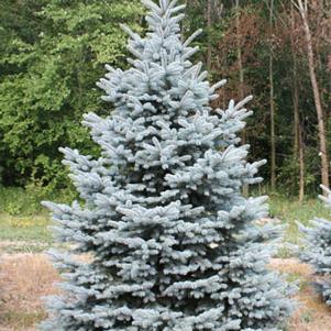 Picea pungens 'Baby Blue' 