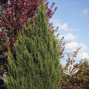 Juniperus virginiana 'J.N. Select Green' 